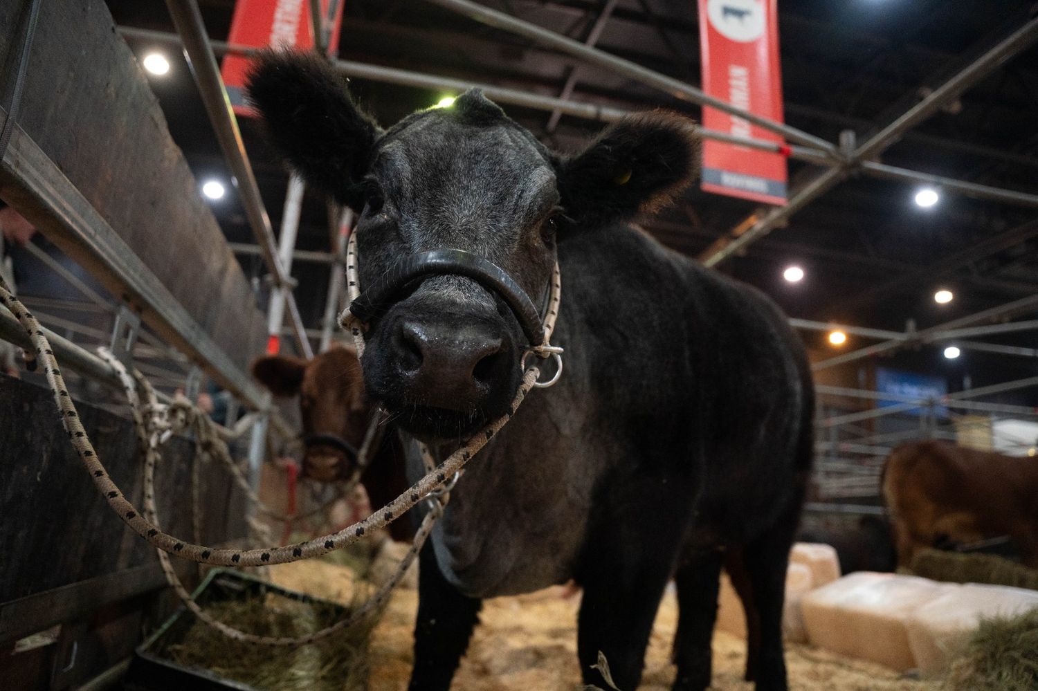 Shorthorn tiene un Plus en Palermo