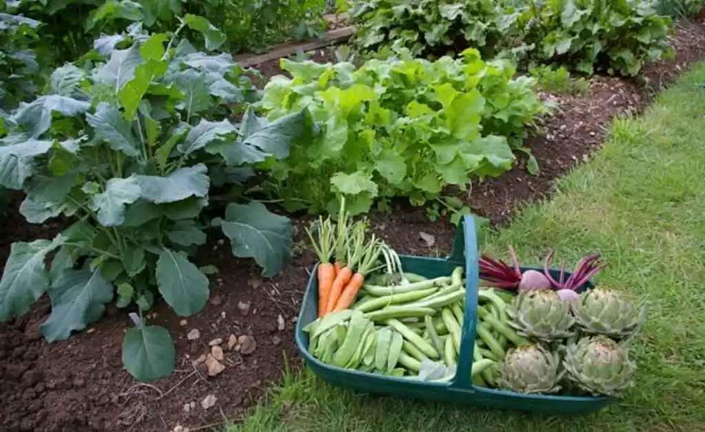 Desde Formosa lanzan curso de capacitación sobre cómo hacer una huerta en casa
