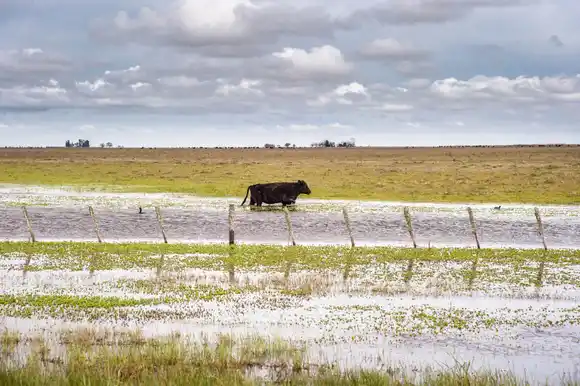 Declaran “estado de emergencia” por inundación para algunos campos de Dolores