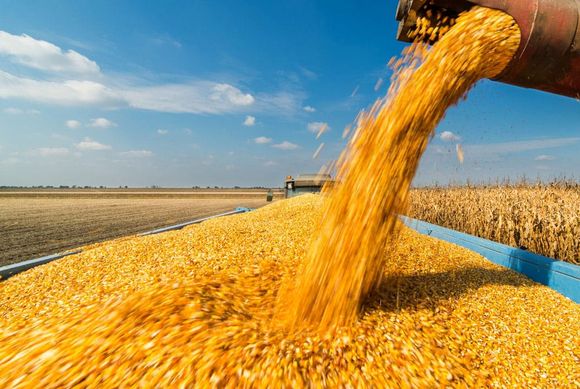 Dieron de baja el sistema de cupos de exportación para el trigo y maíz