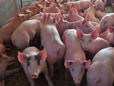 La producción porcina volvió a establecer un récord en el primer semestre