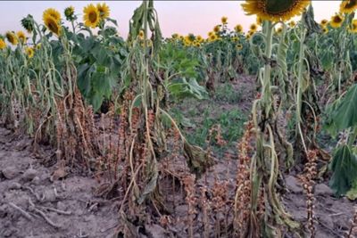 Reunión interinstitucional para fortalecer la prevención del “jopo del girasol” en el país