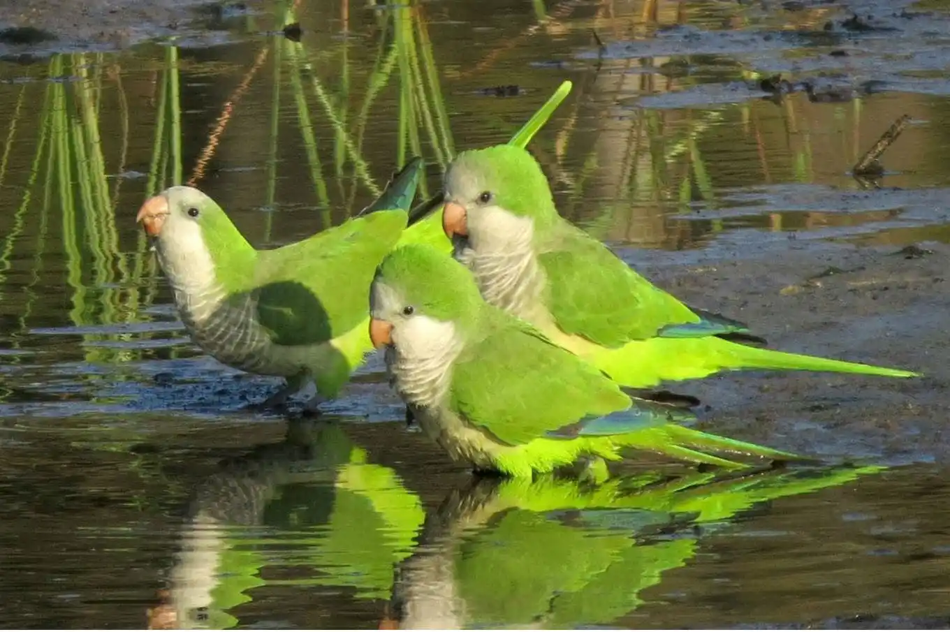 Madrid se prepara para exterminar a 12.000 cotorras argentinas