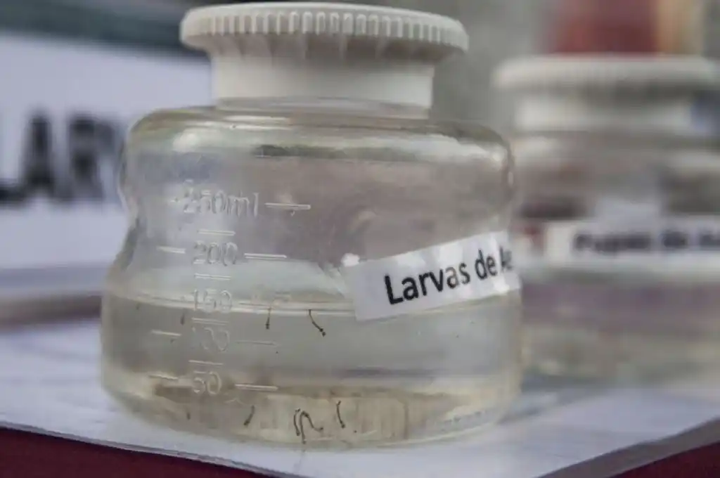 Confirman 680 casos de dengue autóctono y 156 de sarampión