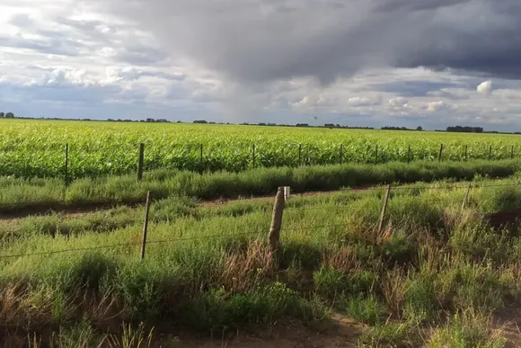 Chau sequía, hola cosecha: ¿cómo impactaron las lluvias en el campo de la región?
