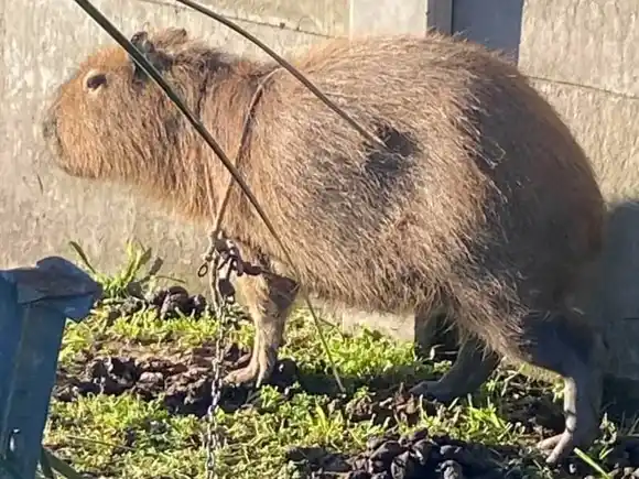 Indignación en Los Toldos: apareció un carpincho encadenado en la vereda y los vecinos denuncian maltrato animal