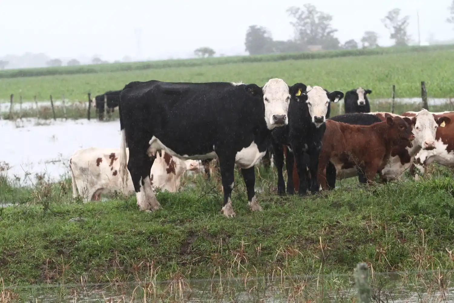 Asociarse para producir leche: ¿una opción para los tambos chicos?