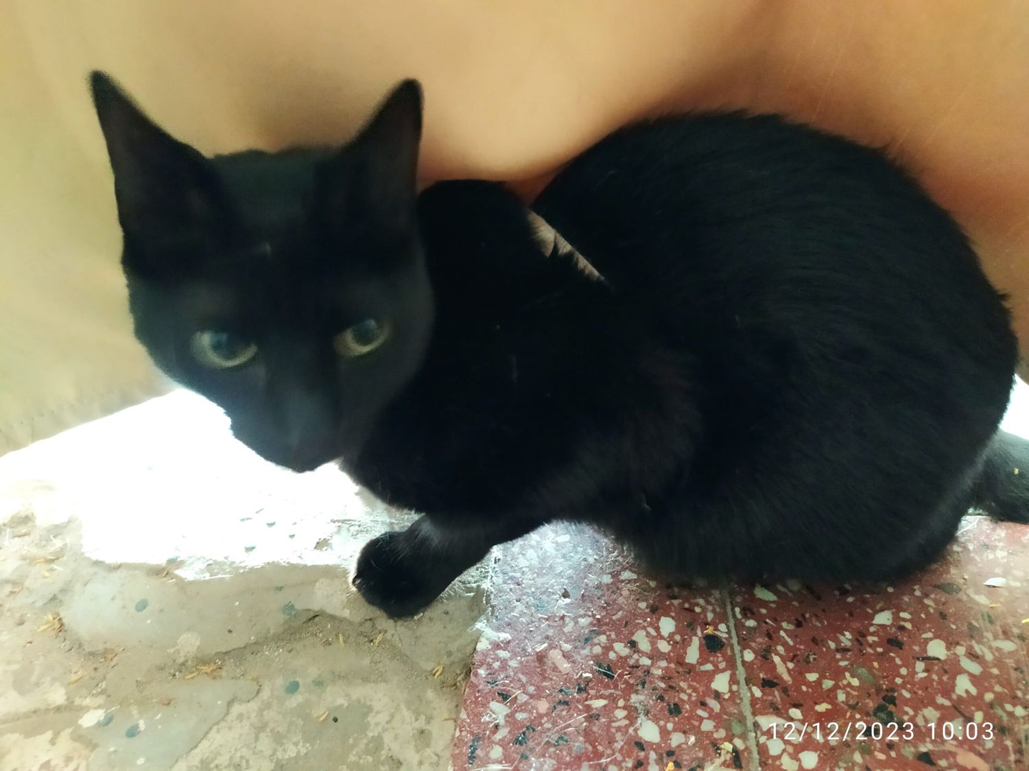 Encontraron a este gatito
