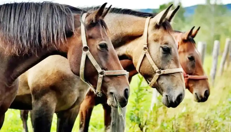 Confirmaron el primer caso en humanos de encefalomielitis equina