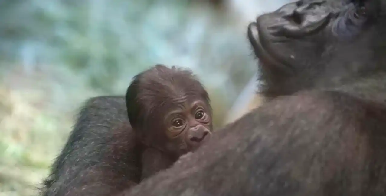 La cría de Sully goza de muy buena salud, según los cuidadores.
