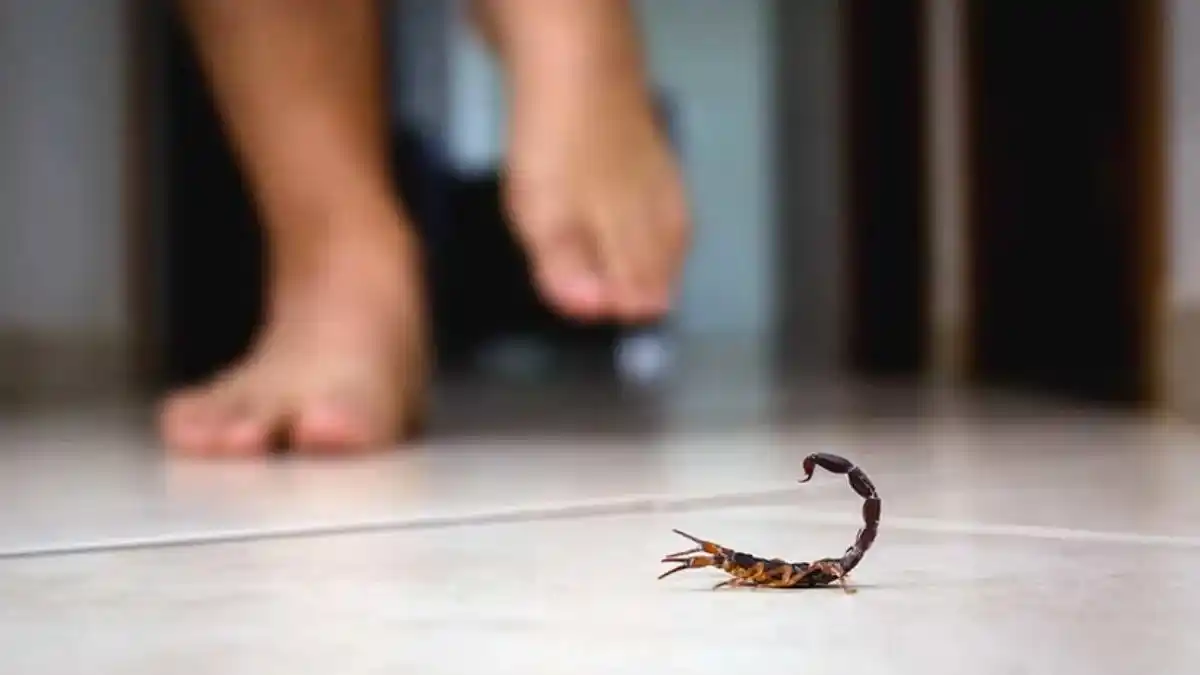 Calor y alacranes: claves para actuar rápido.