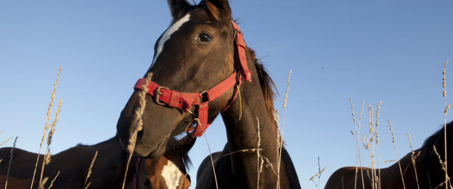 Equinos del festival de Diamante deberán estar vacunados contra encefalomielitis