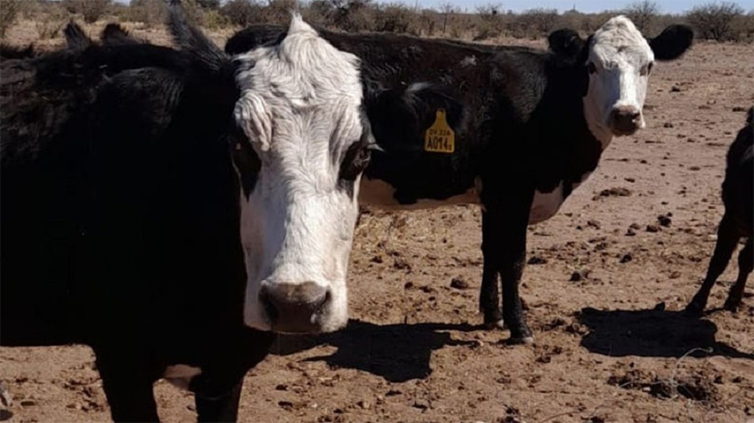 Vacas, ganado, frigorificos - 1