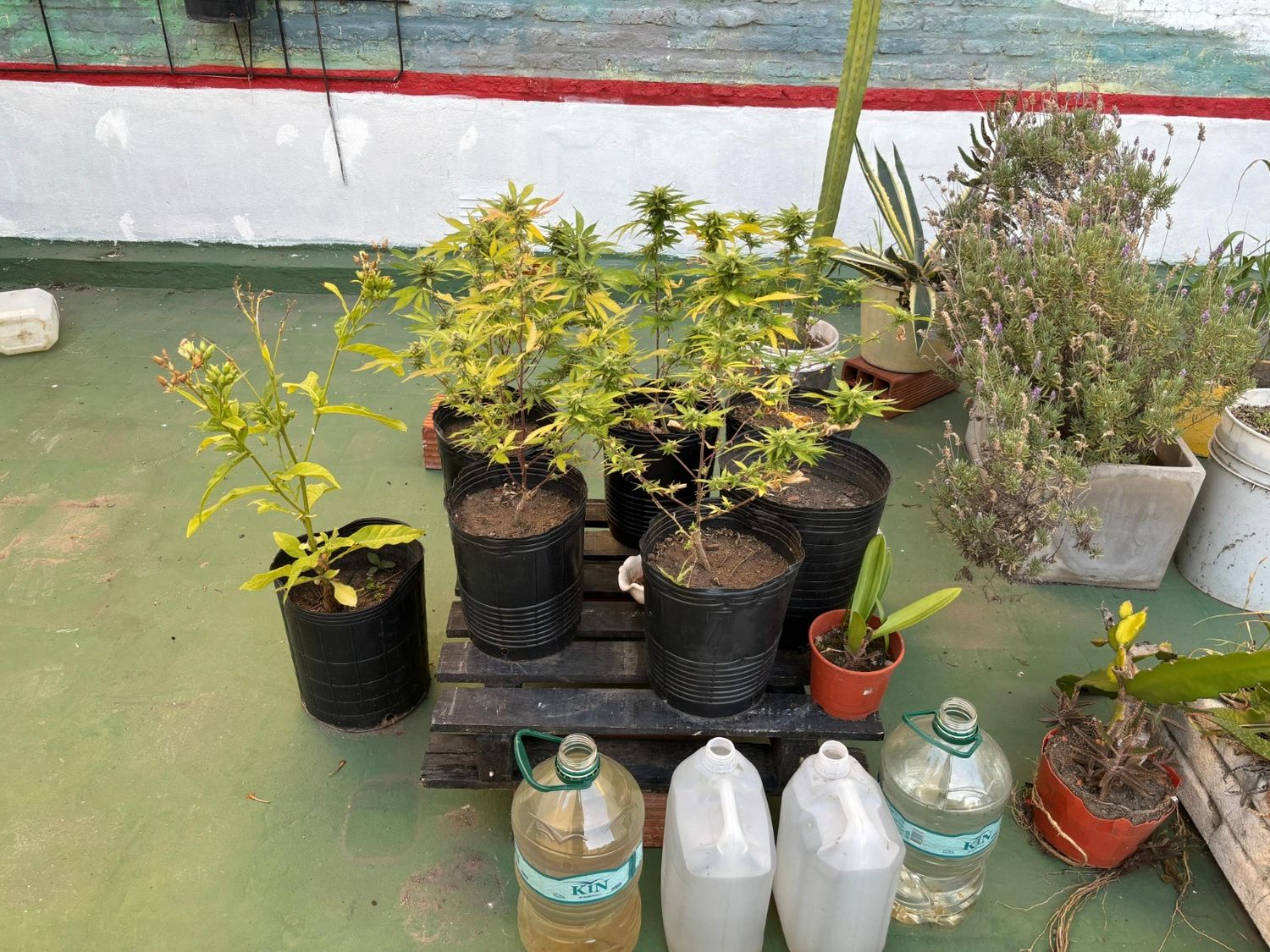 Mendoza y España: cultivaba y vendía marihuana en un departamento y terminó presa