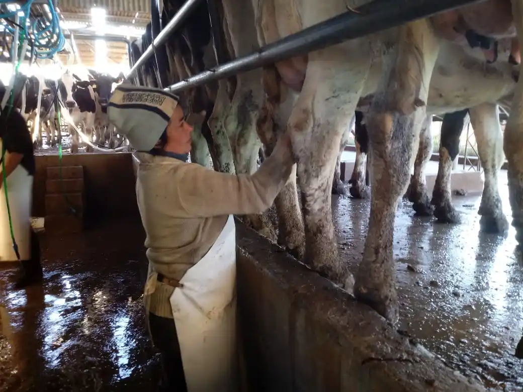 Mercado de Futuro de la Leche: “Es sólo maquillaje para la política lechera”