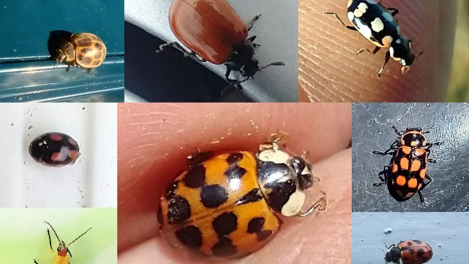 Vaquitas. Al centro la especie asiática y a su alrededor otras variedades