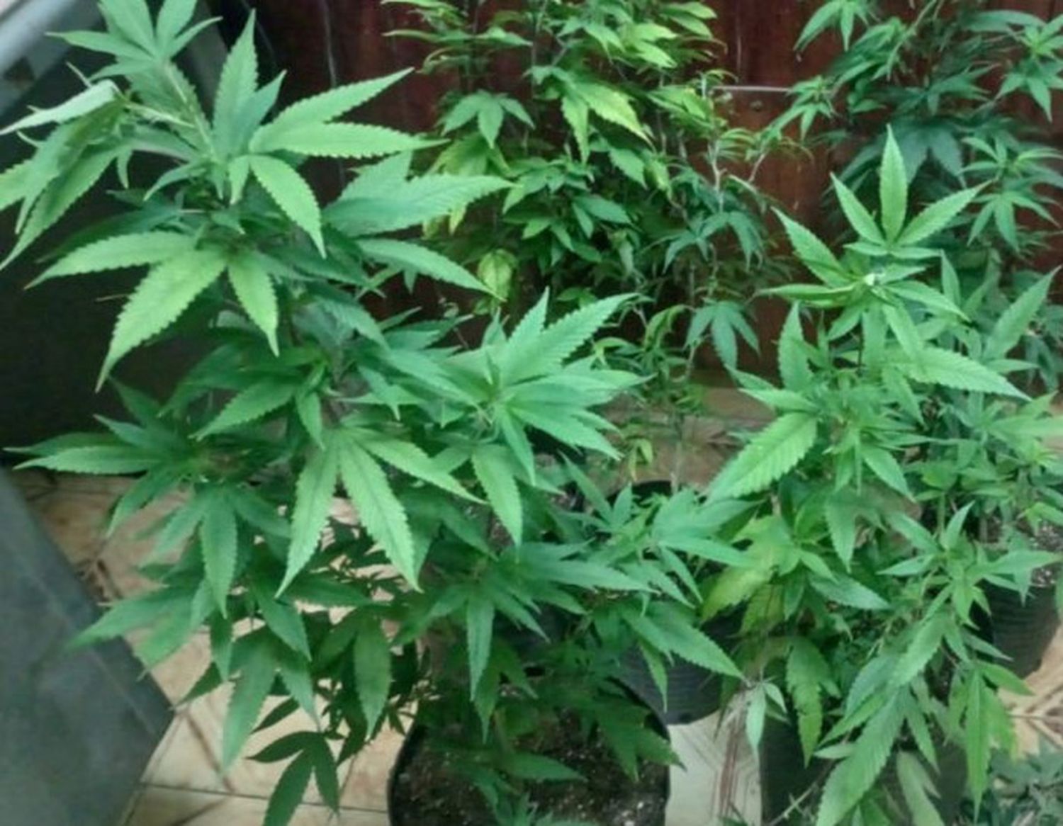 Un joven detenido tras el descubrimiento de 13 plantas de marihuana en su vivienda