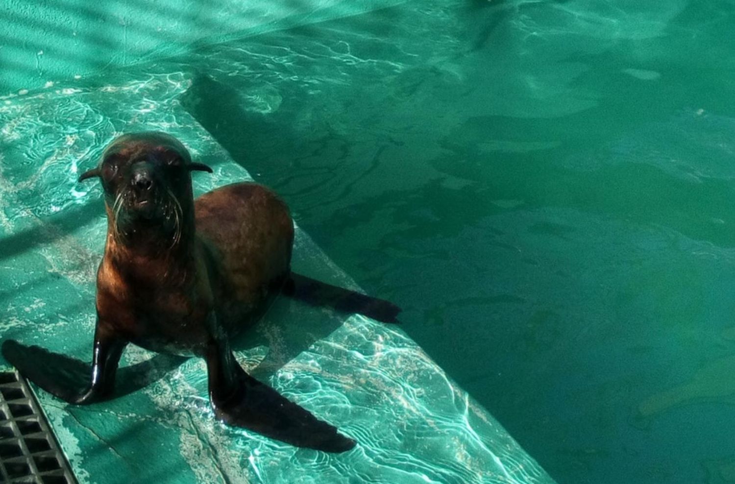 "Peque" regresa al mar tras un mes de rehabilitación