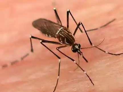 Concordia preocupada por el dengue: Refuerzan los trabajos de prevención 