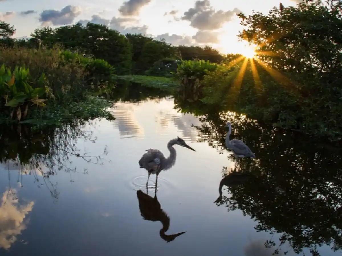 Humedales: vuelven a presentar el proyecto de ley en Diputados