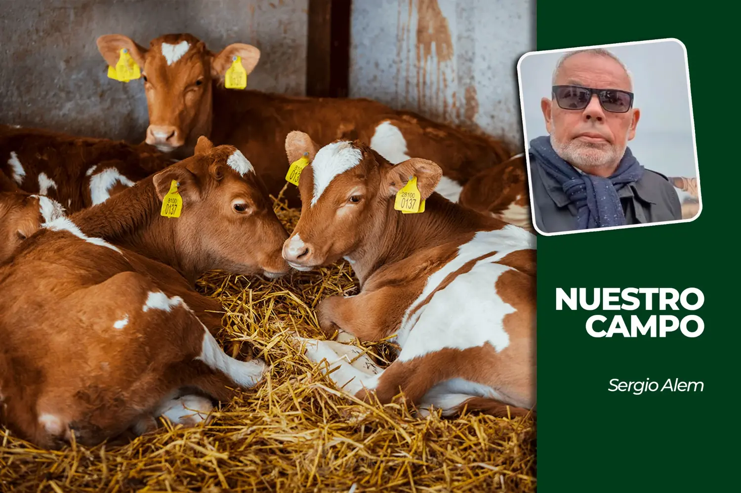 Cañuelas sumó 73 animales y el girasol estimativo llegó a 812.490 pesos