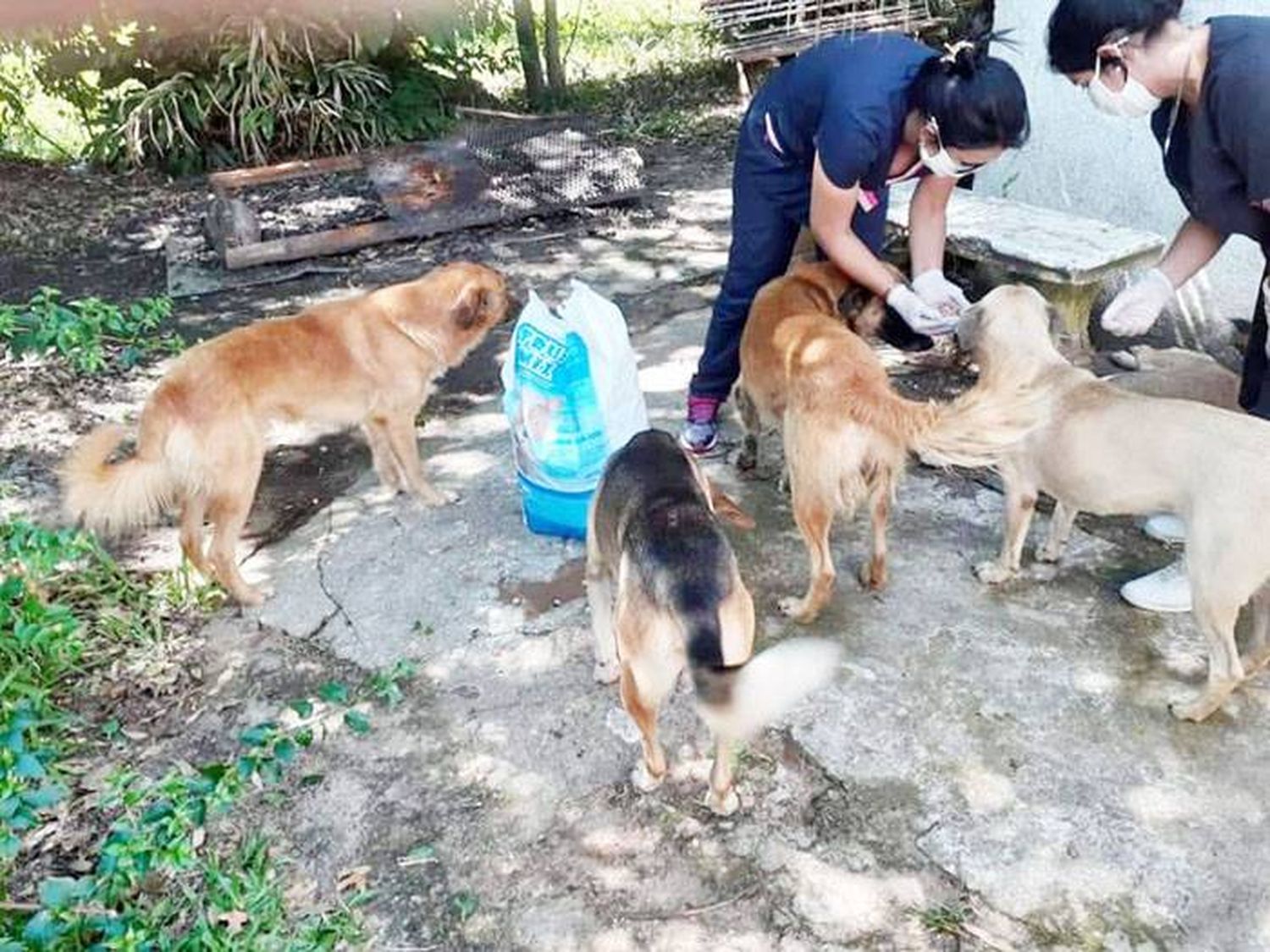 Veterinaria Municipal  alimenta a perros callejeros