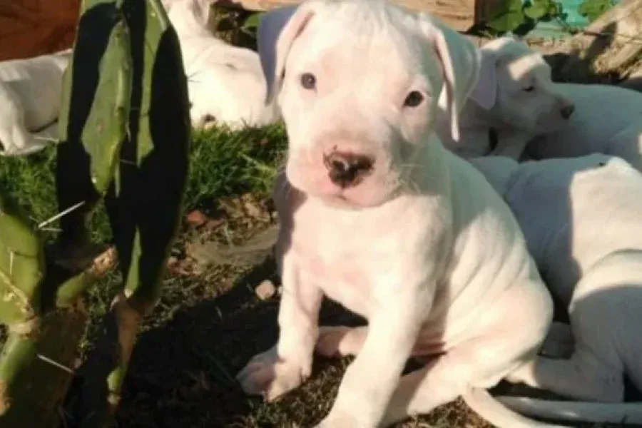 Su perro escapó, y un vecino lo mató de cinco tiros: "Gruñón era muy bueno, no paramos de llorar"