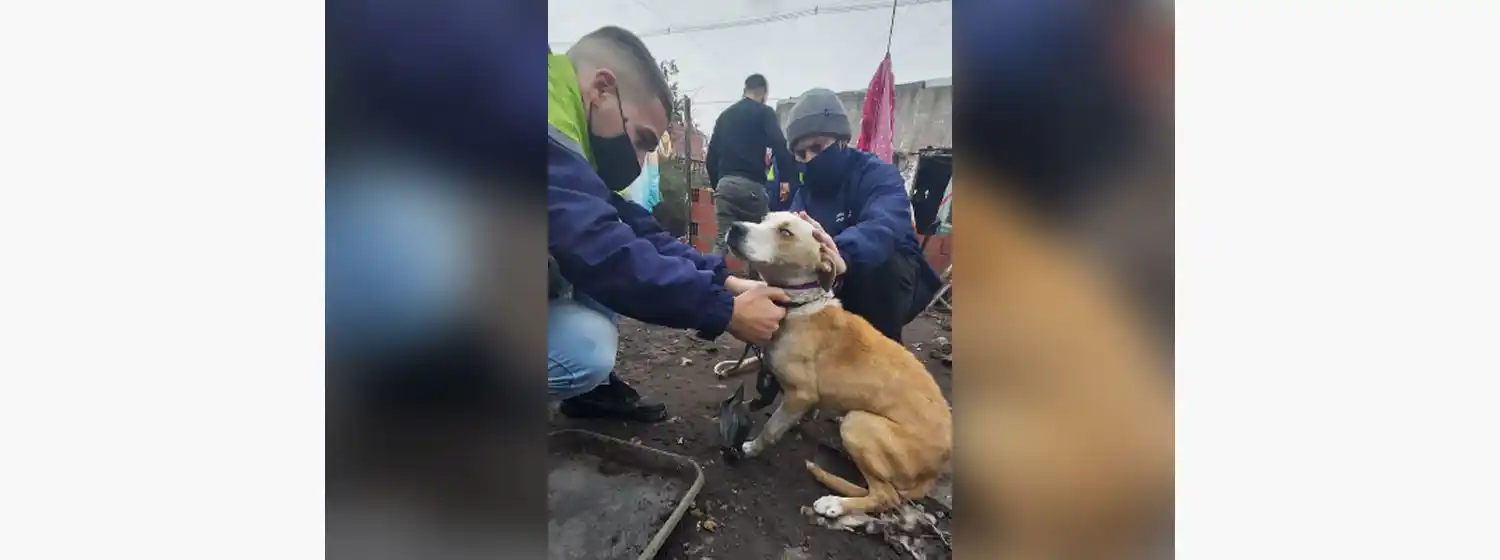 Rescataron a un perro en grave estado de abandono
