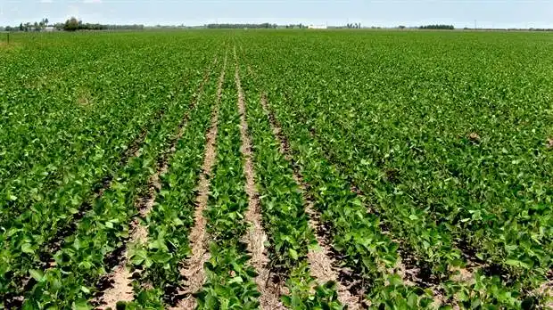 Para Carpab, últimos anuncios del Gobierno "expresa la falta de efectos positivos hacia el productor"