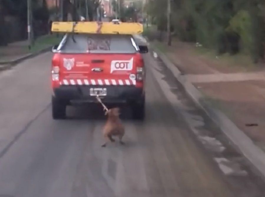 Crueldad extrema en Tigre: Patrulla arrastró a un perro por la calle