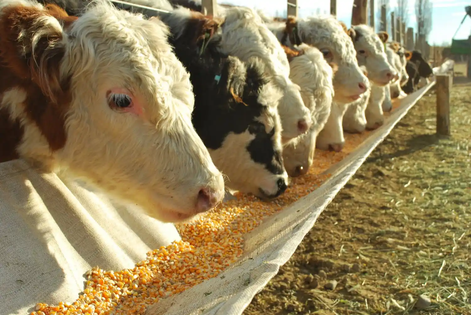 Límite a las exportaciones: los feedloteros denuncian fuertes pérdidas