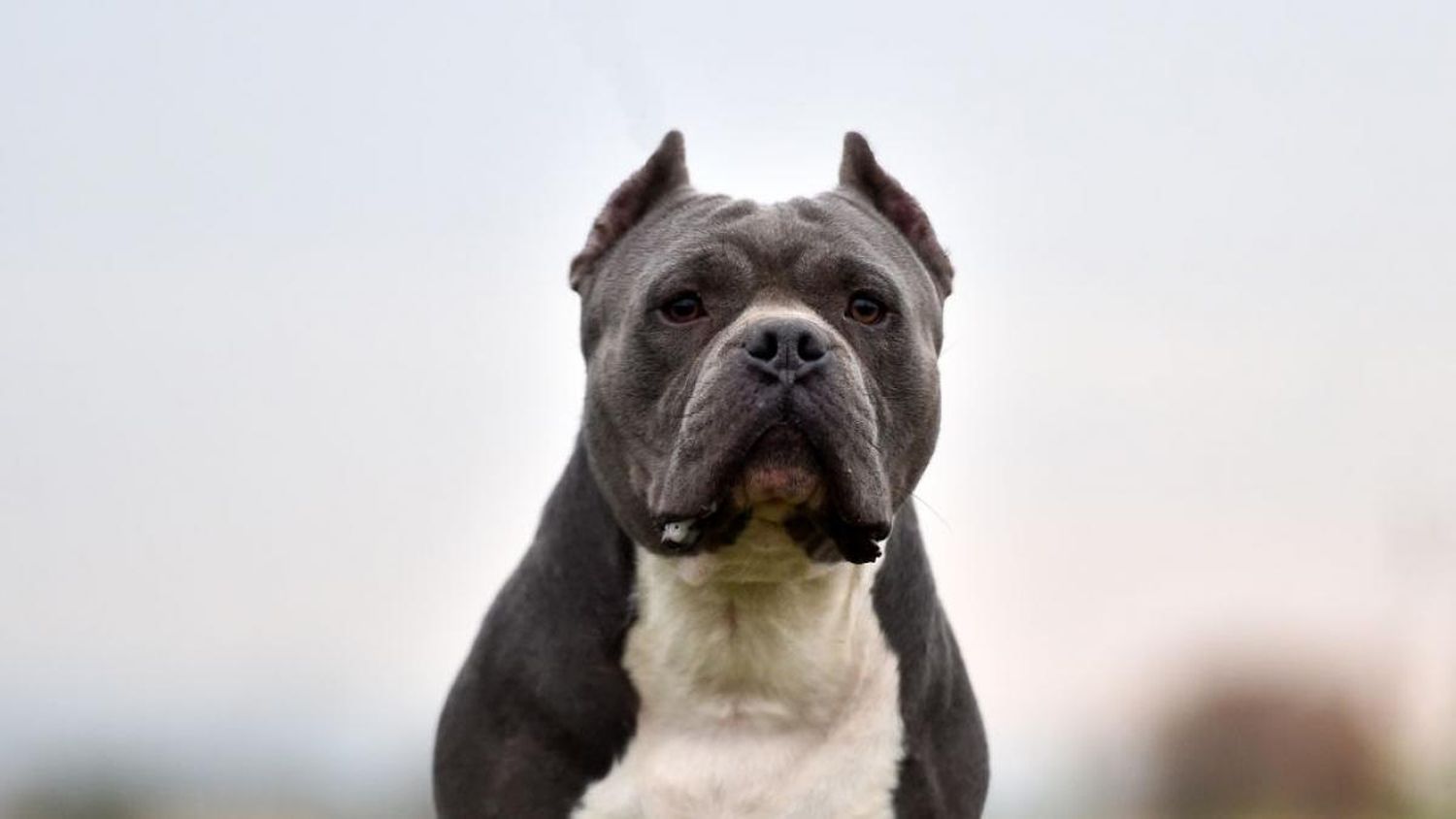 Tragedia en Nueva York: un perro atacó y mató a una beba de un mes mientras dormía