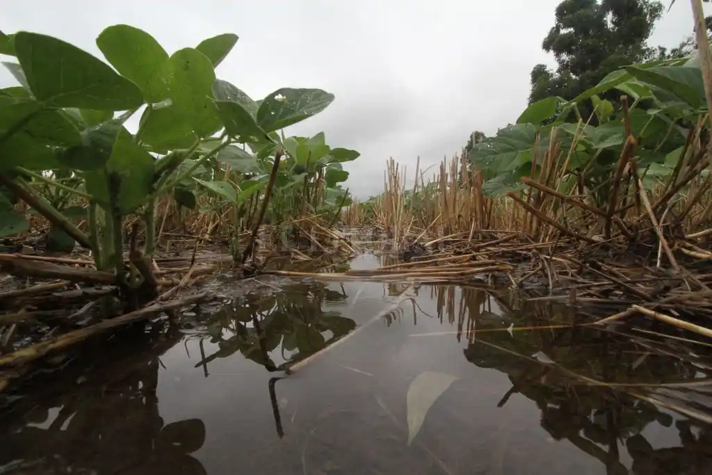 La soja se siembra para provecho del Estado