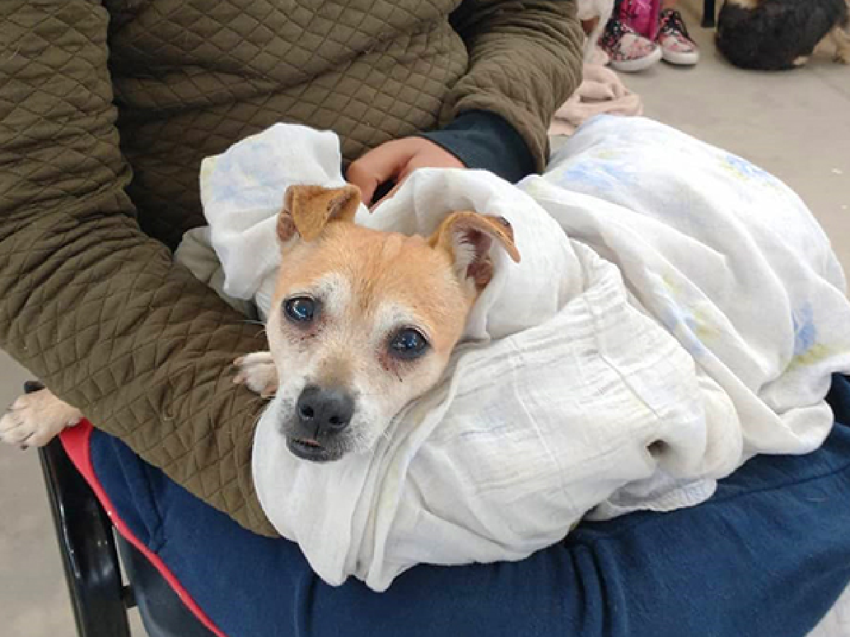 Centro de Zoonosis: más  horarios para castraciones y  campaña de concientización 