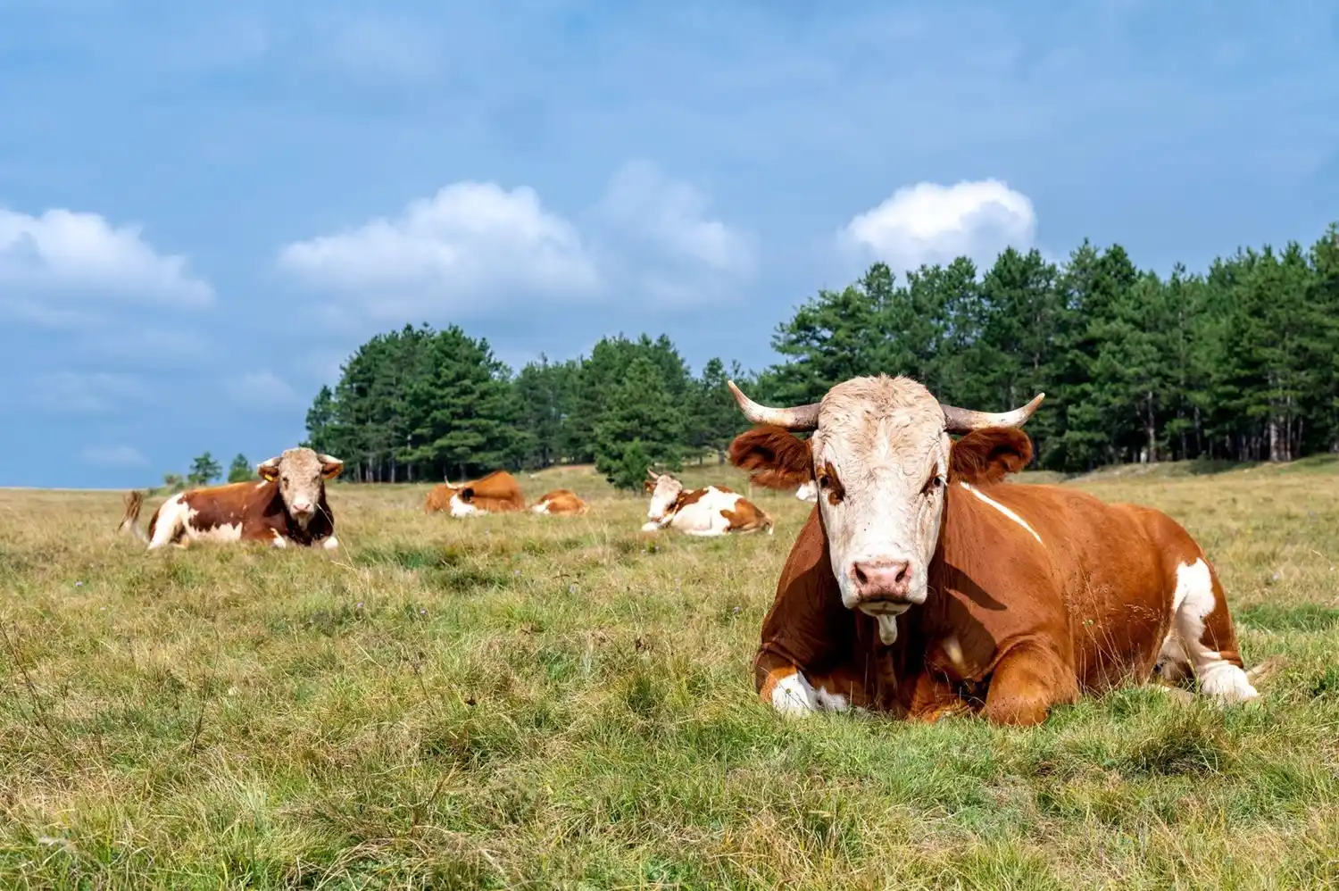 Mercado inmobiliario rural: ¿cuáles son las zonas más demandadas este año y por qué?