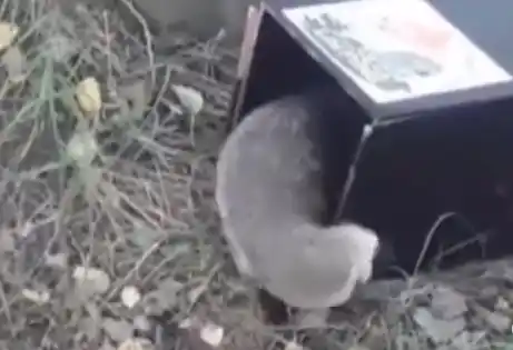 El Centro de Rescate de Granja Los Pibes liberó a “Filomena”, un hurón menor