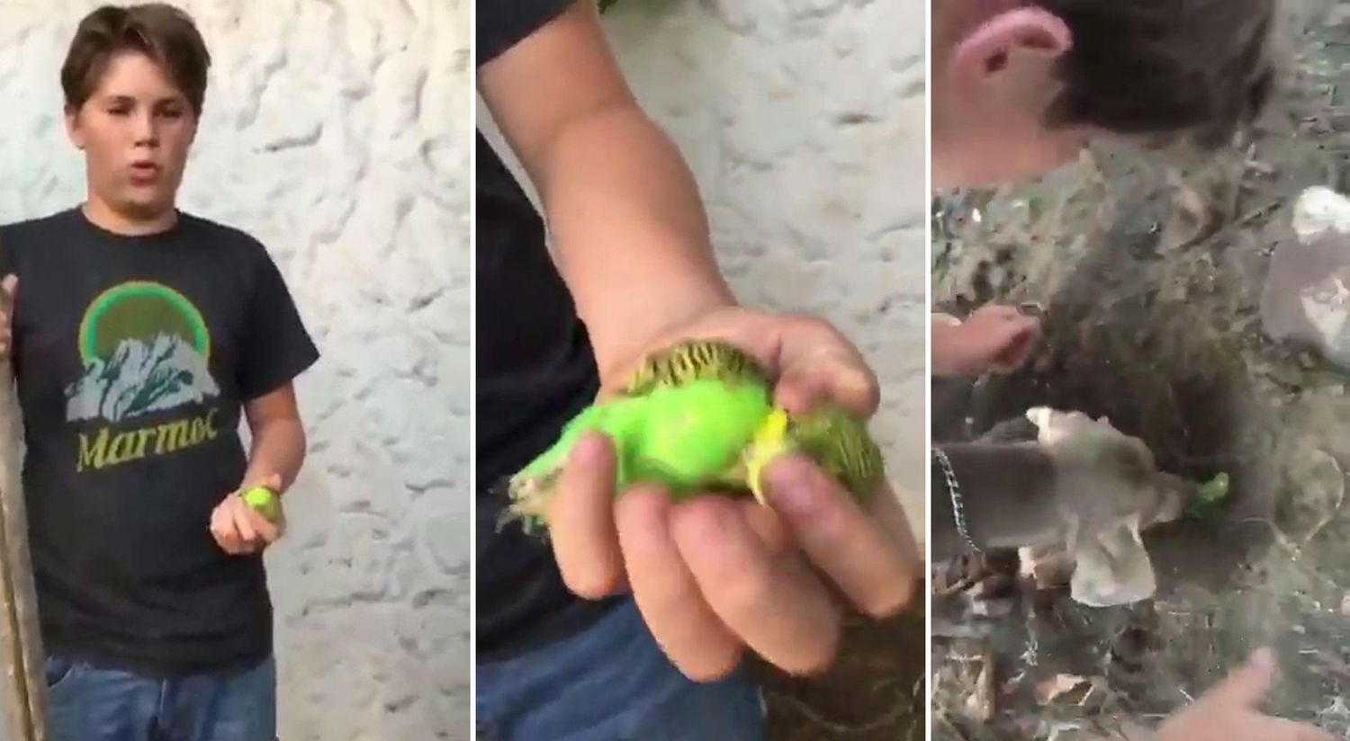 El entierro del pájaro Chimuelo generó el video más desopilante de todos