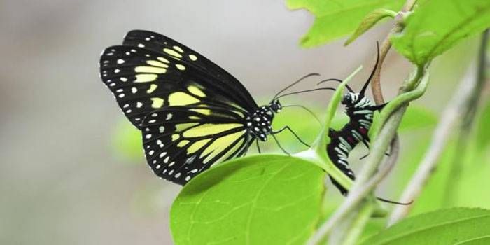 Las mariposas que rajan vivas a las orugas para ��bebérselas�"