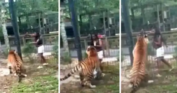 Una mujer entra a la jaula de un tigre para acariciarlo en EE.UU. (+Video)