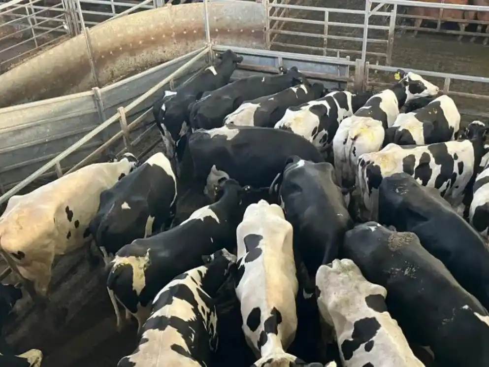 "El Gobierno debe ir a dialogar al mercado de hacienda", propone el empresario cárnico Hugo Chalín