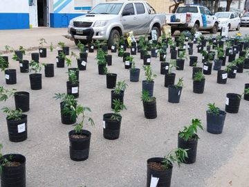 Descubren una plantación clandestina de marihuana en El Boquerón