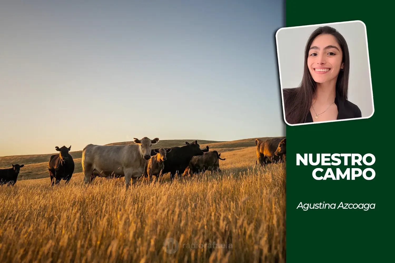 NUESTRO CAMPO | La ganadería alcanzó un récord histórico de endeudamiento y crece el peso de los créditos en dólares