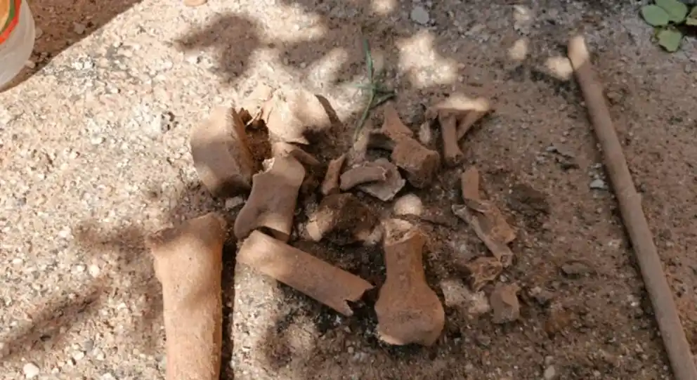 Los restos que fueron encontrados en una casa de la capital de La Rioja