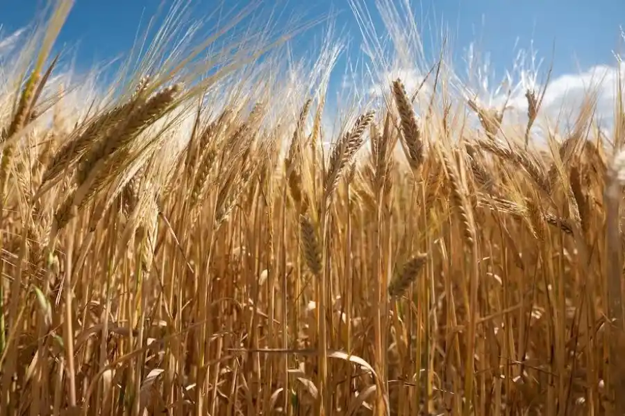 Otra campaña atípica para el Trigo 2023/24: el clima volvió a jugar en contra