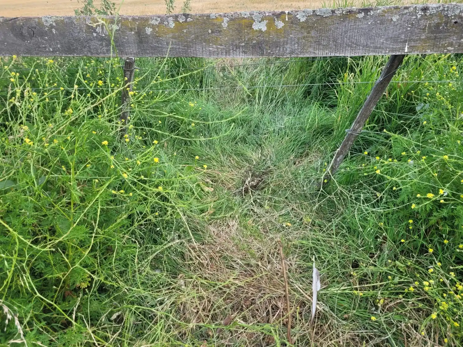 Arrastraron a los animales desde el corral hasta un monte.
