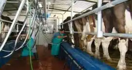 El estrés calórico afecta fuertemente el nivel de producción y la fertilidad de las vacas lecheras