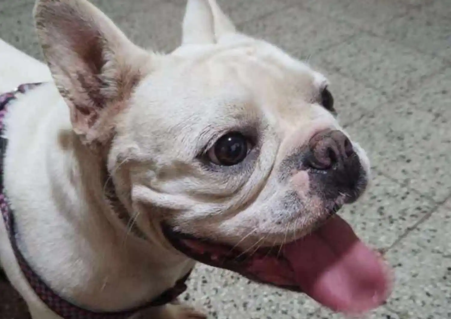 Mascotas: buscan a India