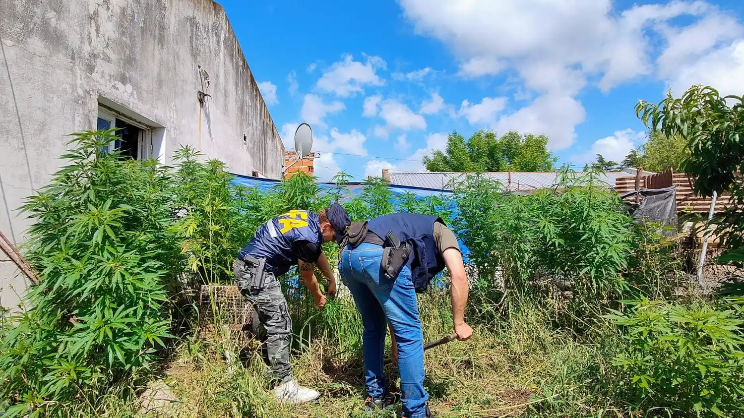 Allanamiento en General Belgrano: Secuestran plantas de marihuana y avanzan en investigación por Grooming 