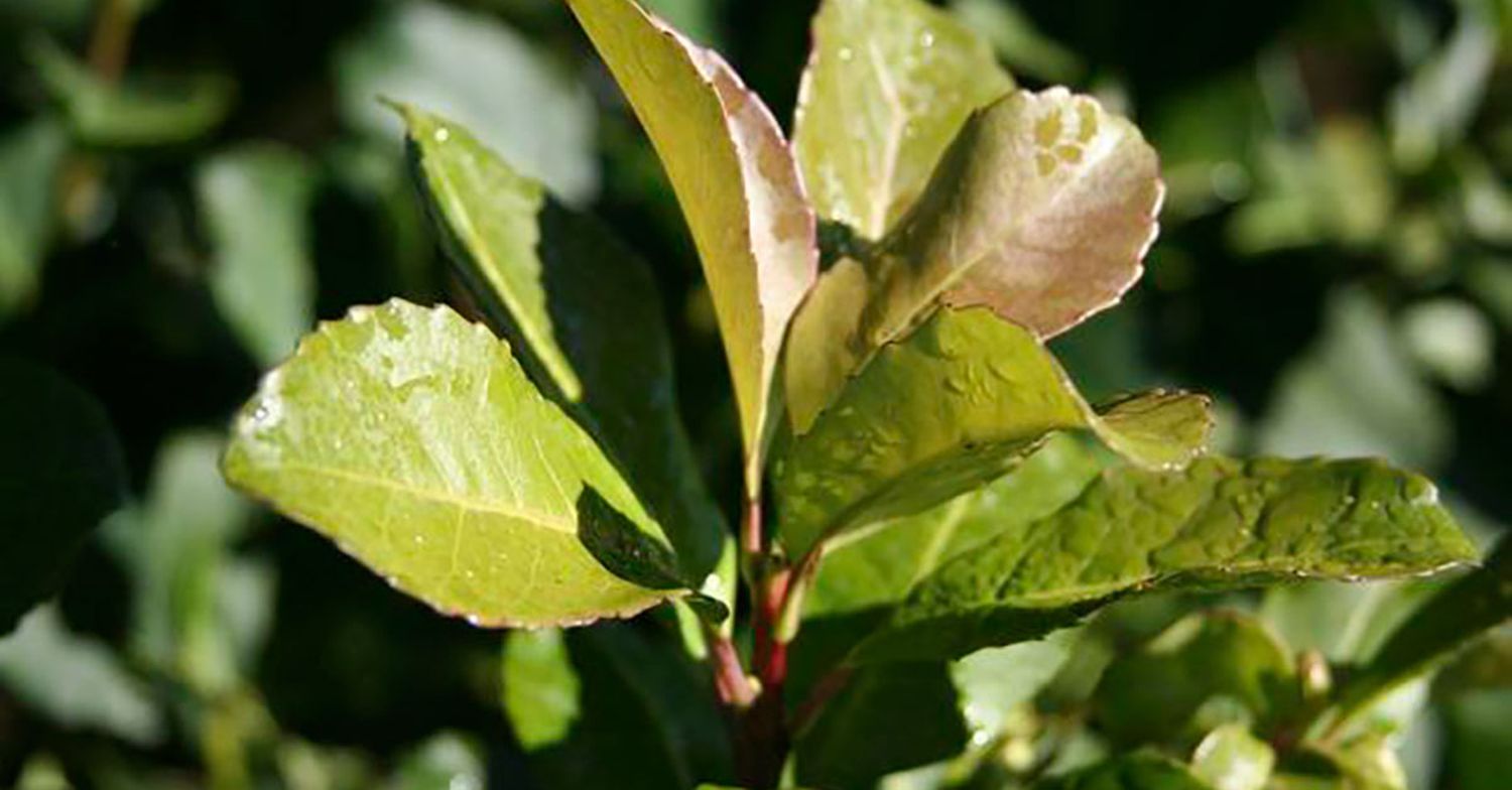 Científicos crean envases biodegradables a base de yerba mate y mandioca