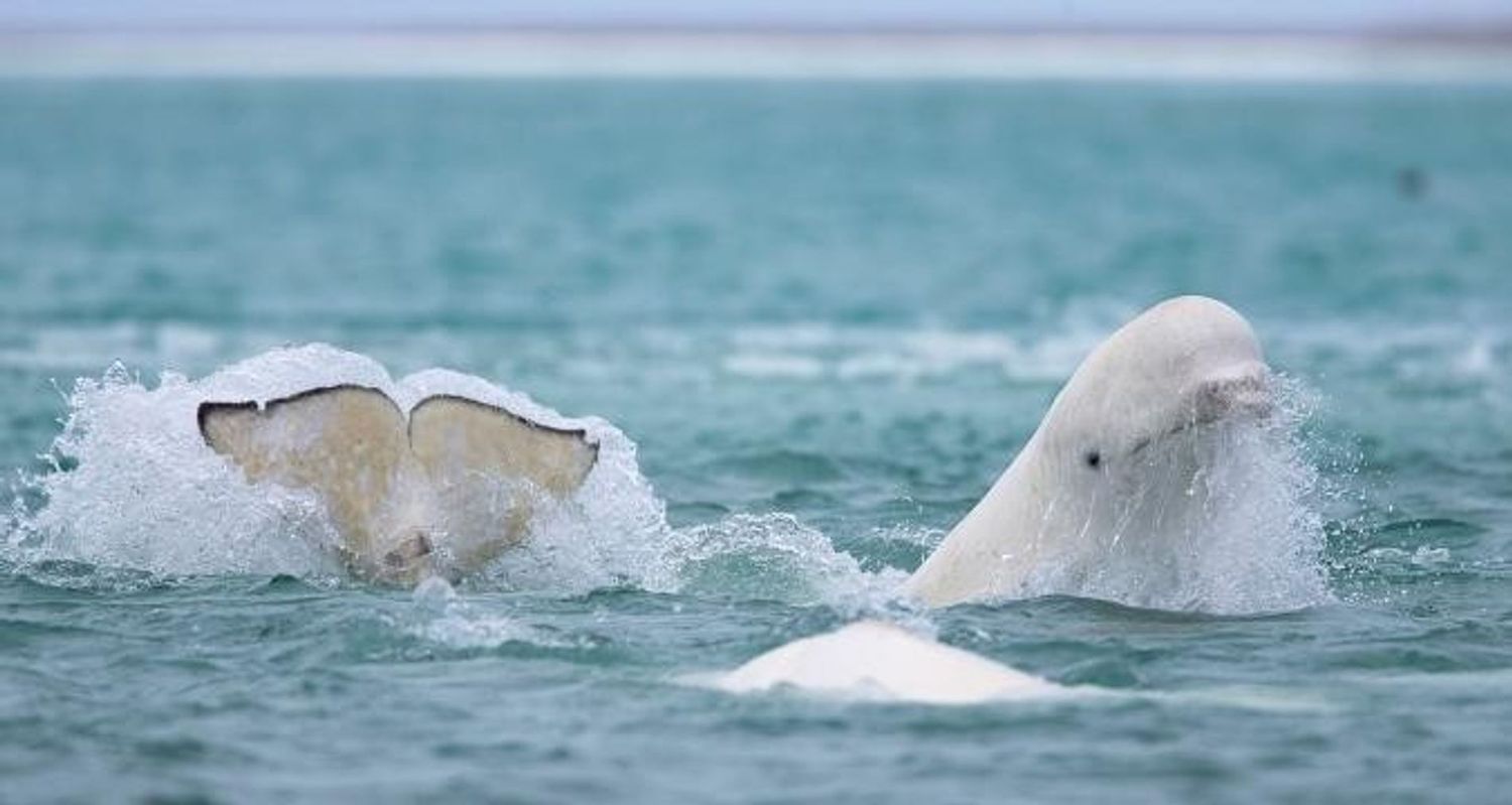 Las ballenas beluga son conocidas por su comportamiento juguetón y amistoso.